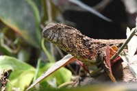 Besonderer Zoo in Holland