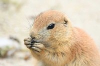 Tierpark in den Niederlanden