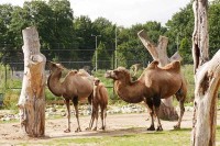 Tierpark in der niederländischen Provinz Nord-Brabant