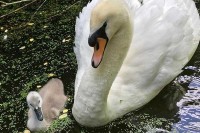 Tierpark in Holland